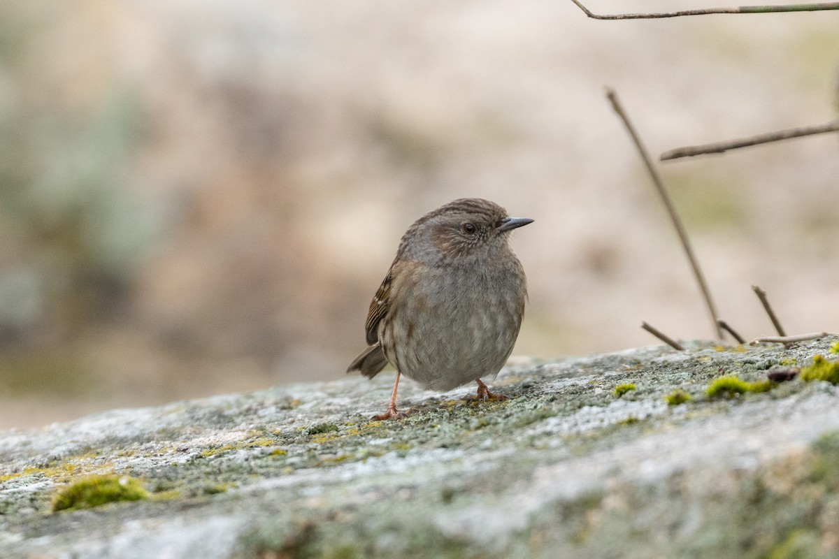 European Stonechat - ML632403519