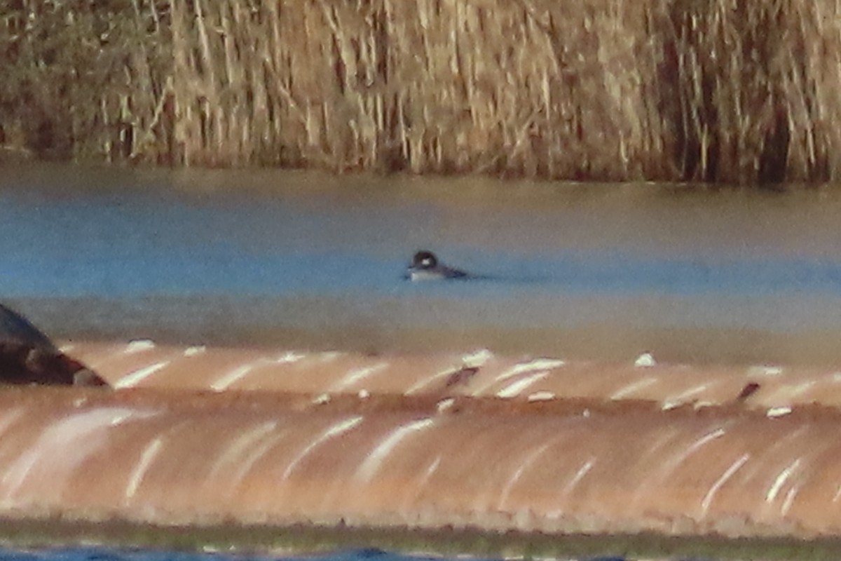 Bufflehead - ML632403534