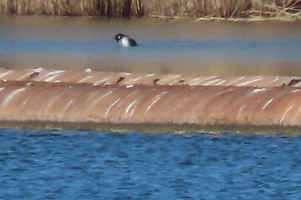 Bufflehead - ML632403535