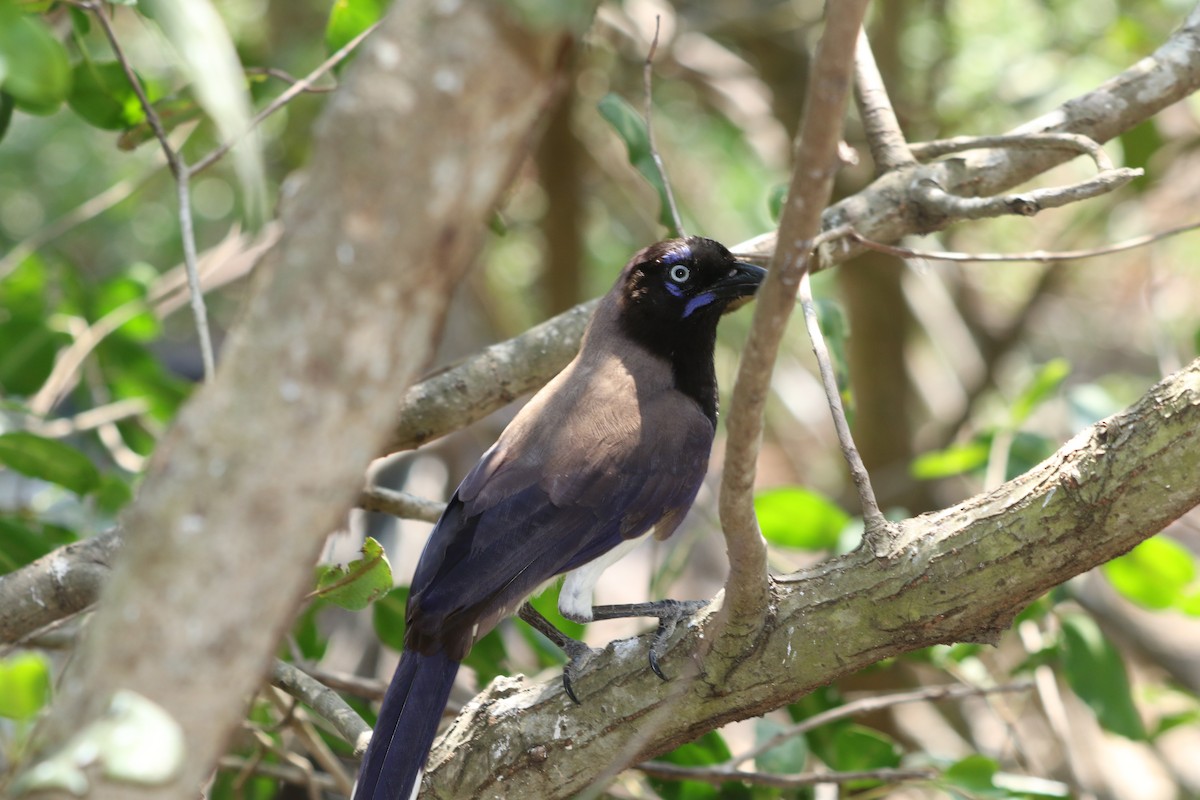 Black-chested Jay - ML632403547