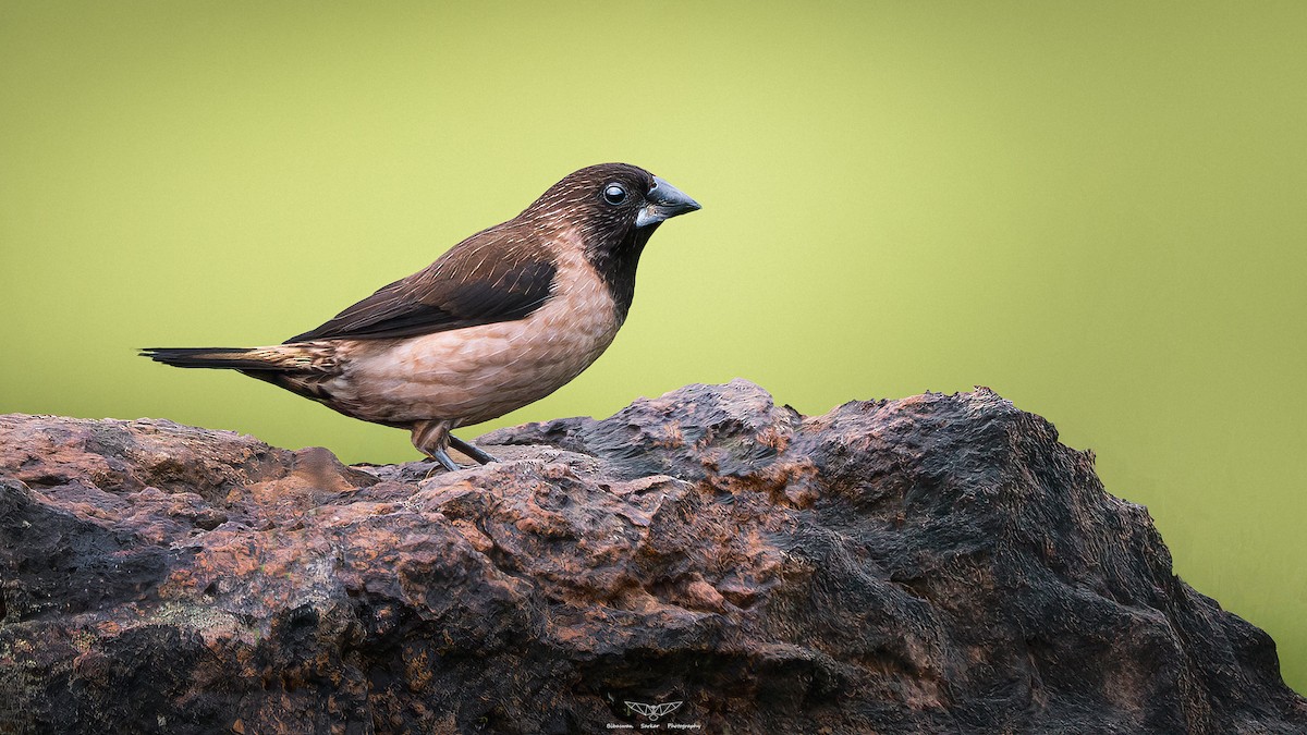 Black-throated Munia - ML632403718