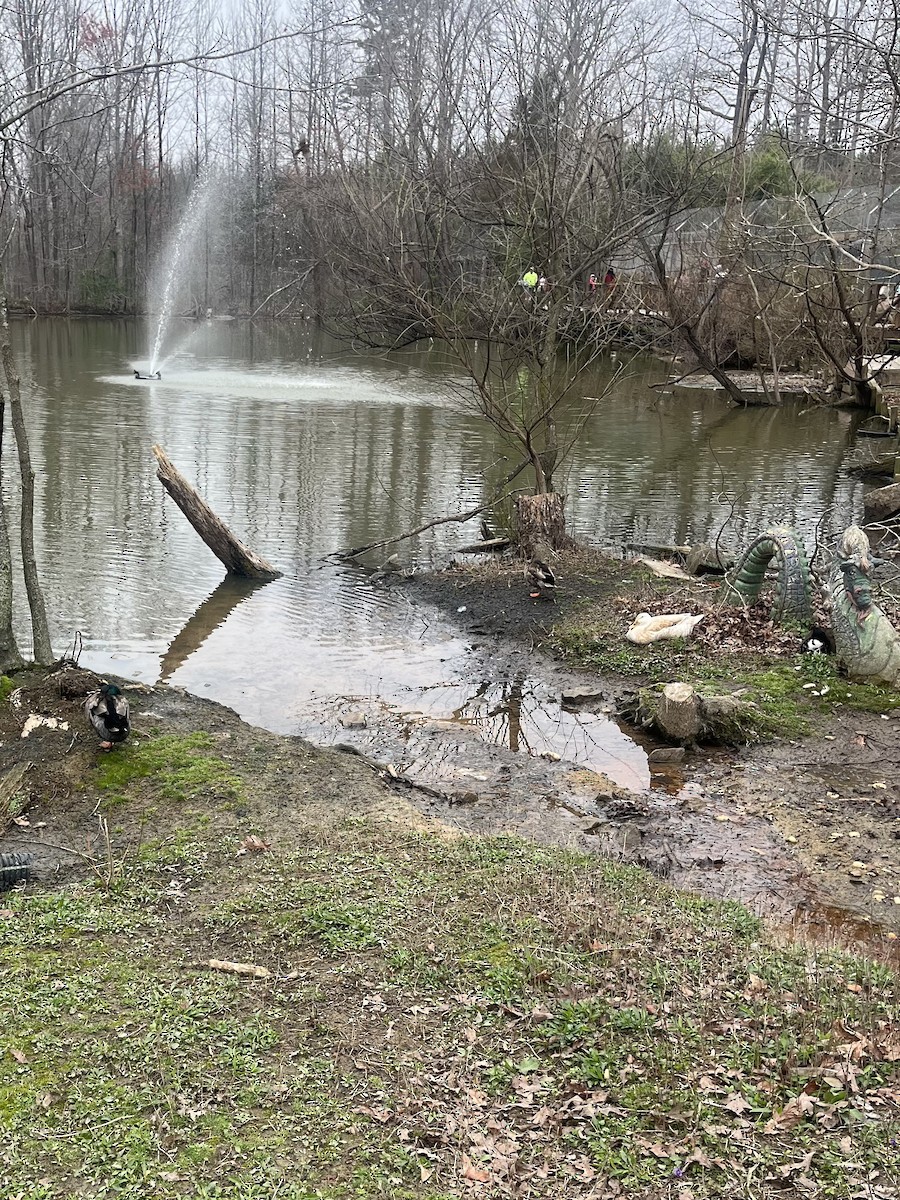 Mallard - ML632403735