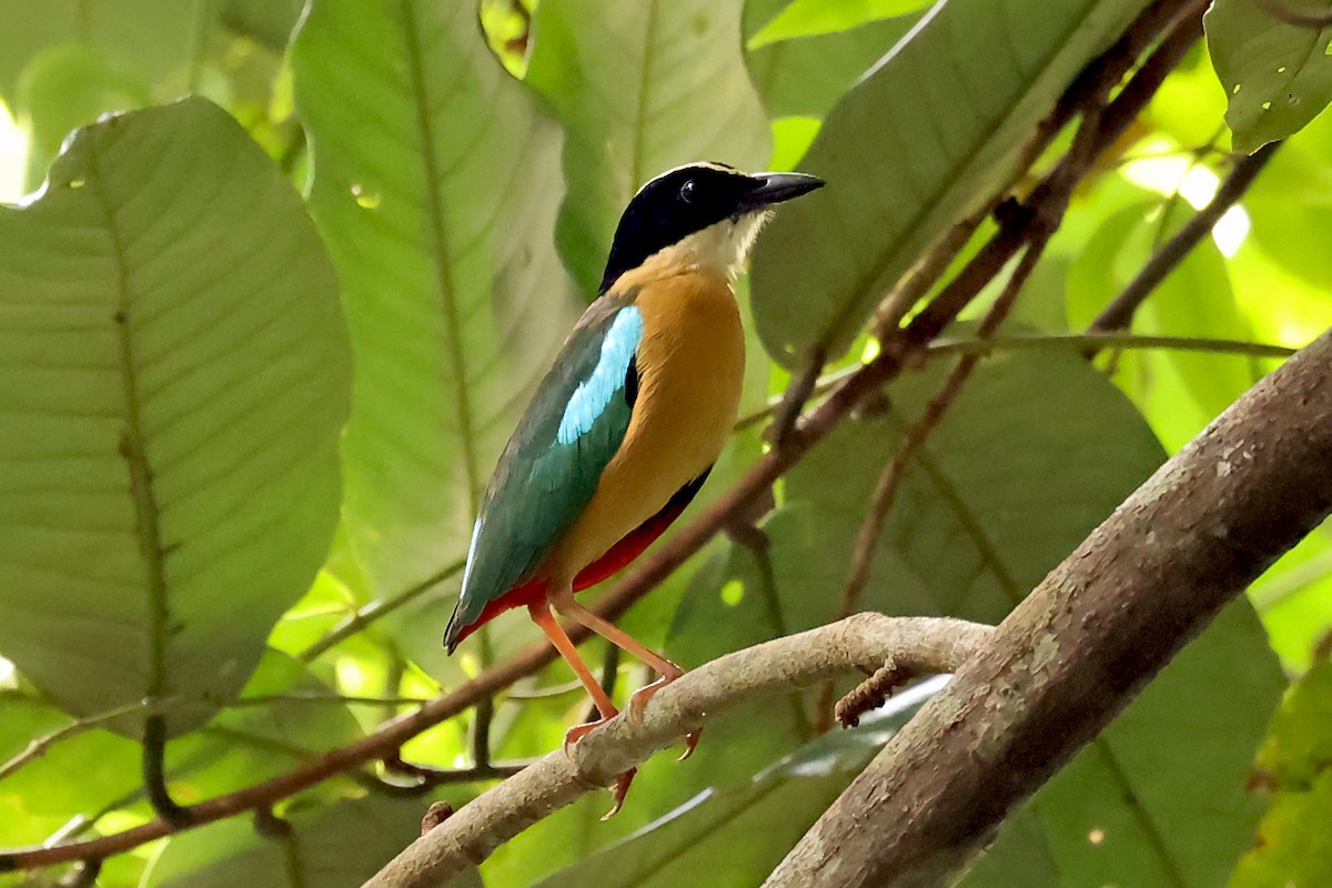 Banda Sea Pitta - ML632403823
