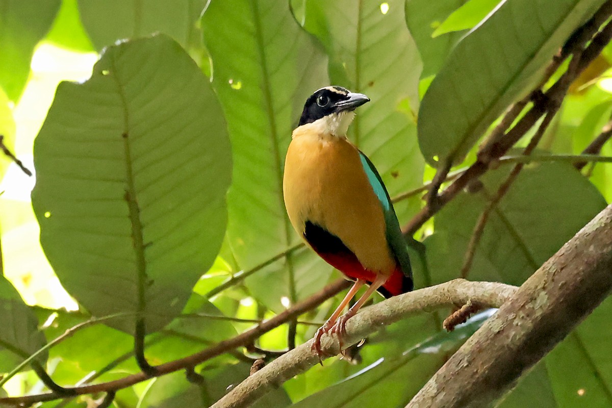 Banda Sea Pitta - ML632403825