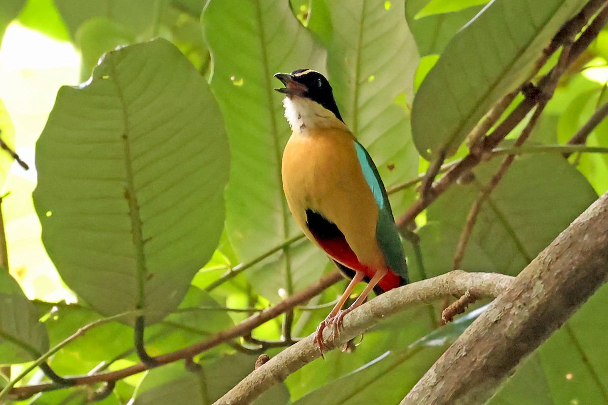 Banda Sea Pitta - ML632403828