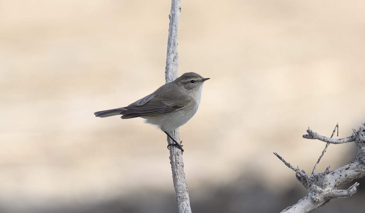 Plain Leaf Warbler - ML632403908