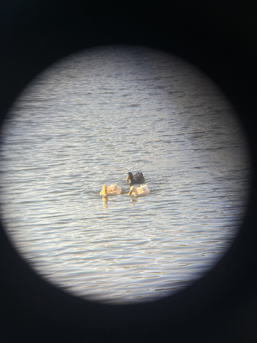 Mallard (Domestic type) - ML632403983