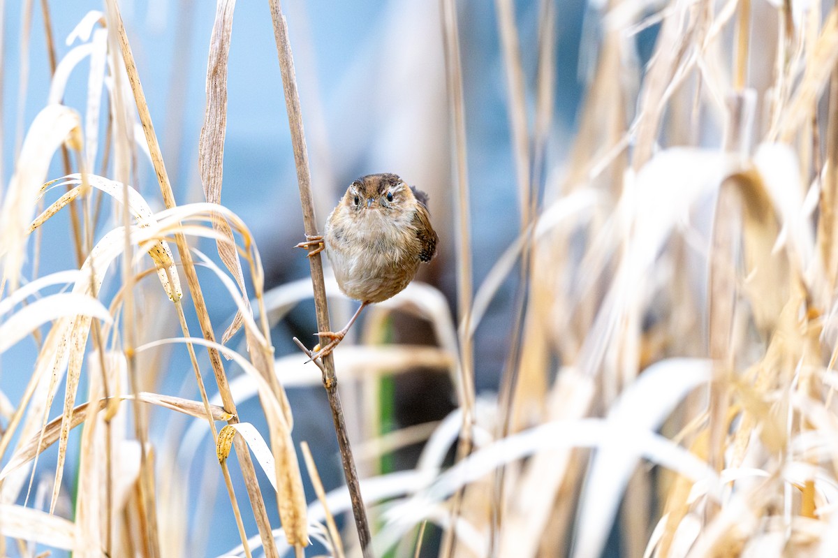 Marsh Wren - ML632404015