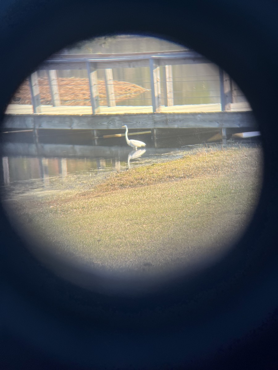 Great Egret - ML632404031