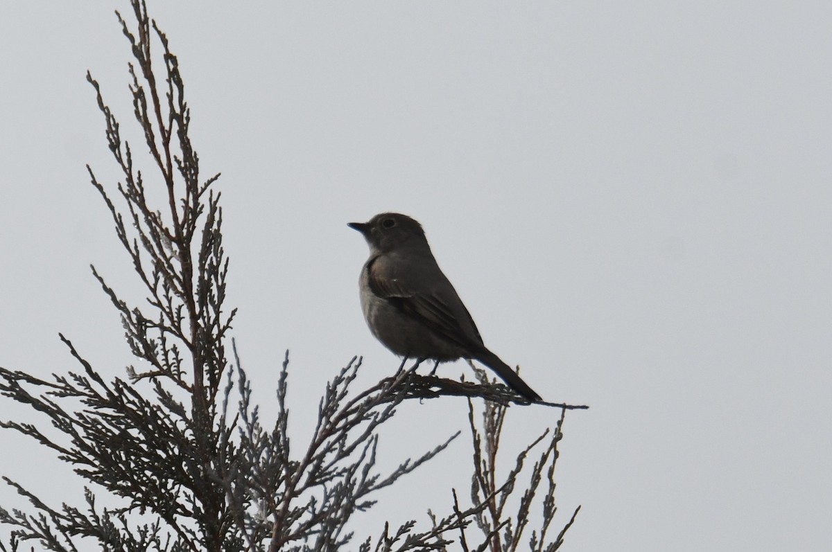 Townsend's Solitaire - ML632404032