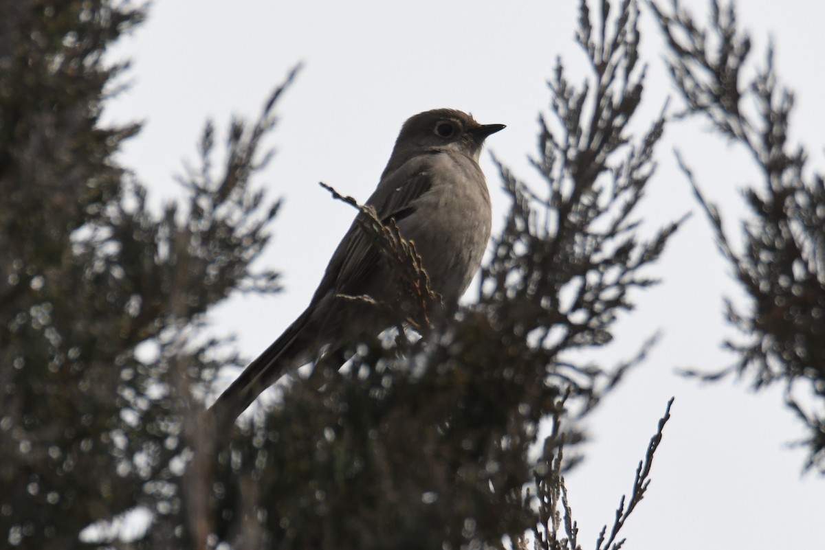 Townsend's Solitaire - ML632404033