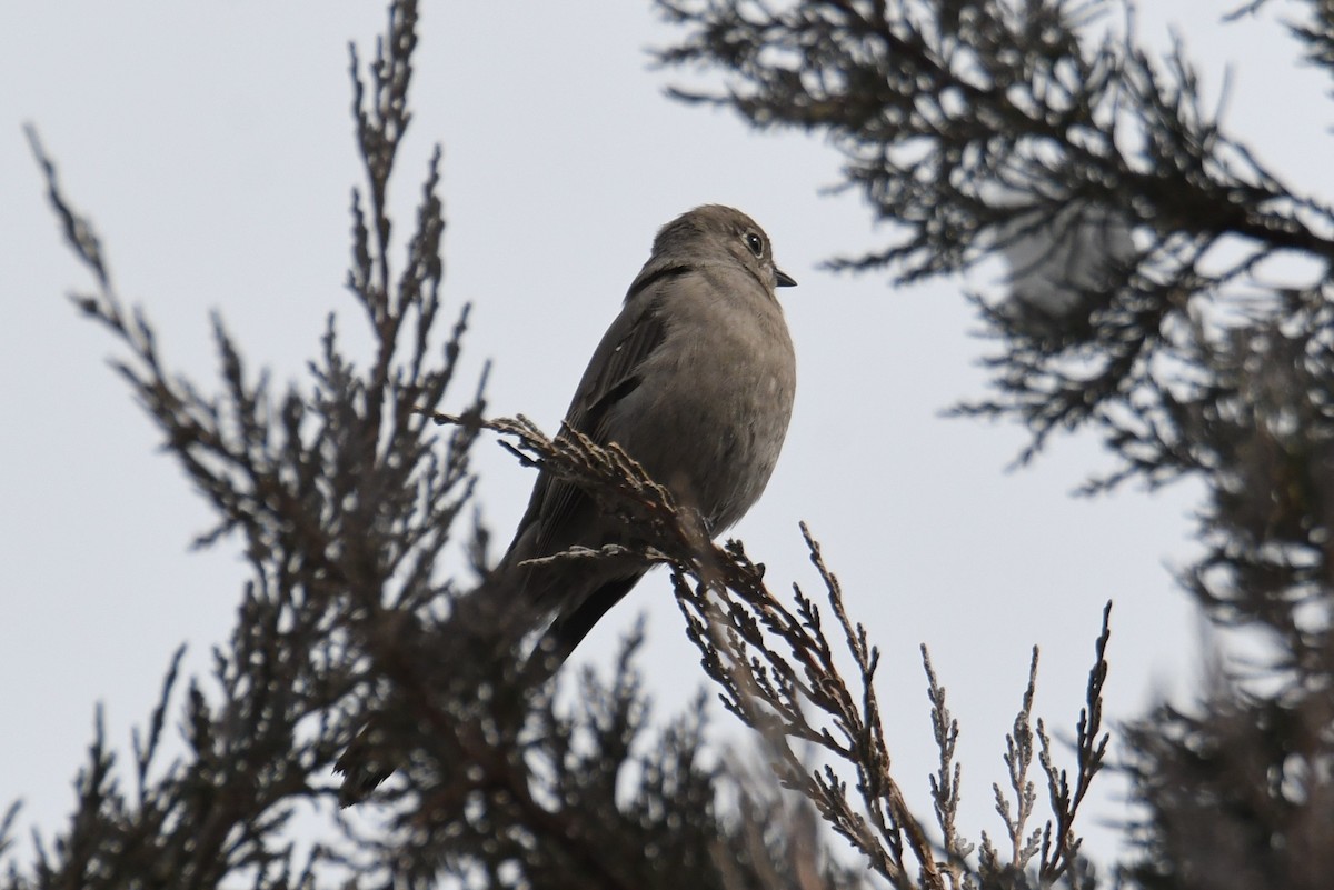 Townsend's Solitaire - ML632404034