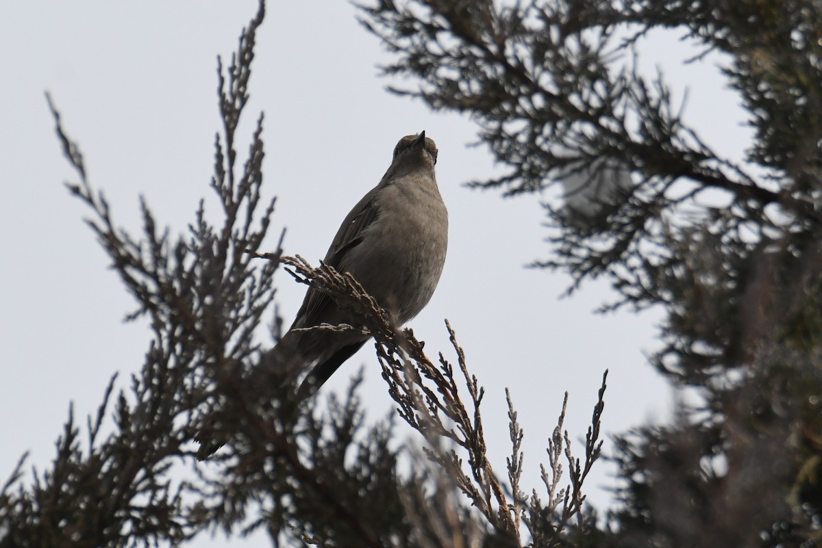 Townsend's Solitaire - ML632404035