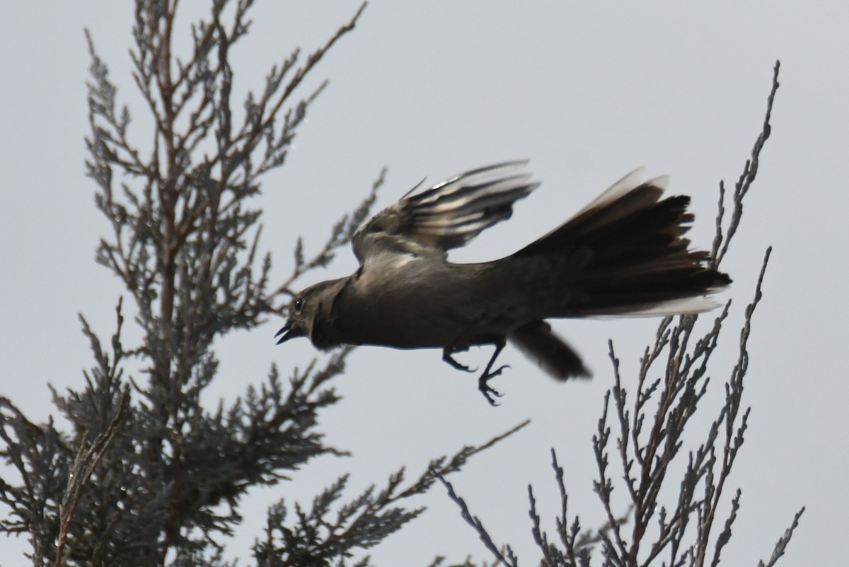 Townsend's Solitaire - ML632404036