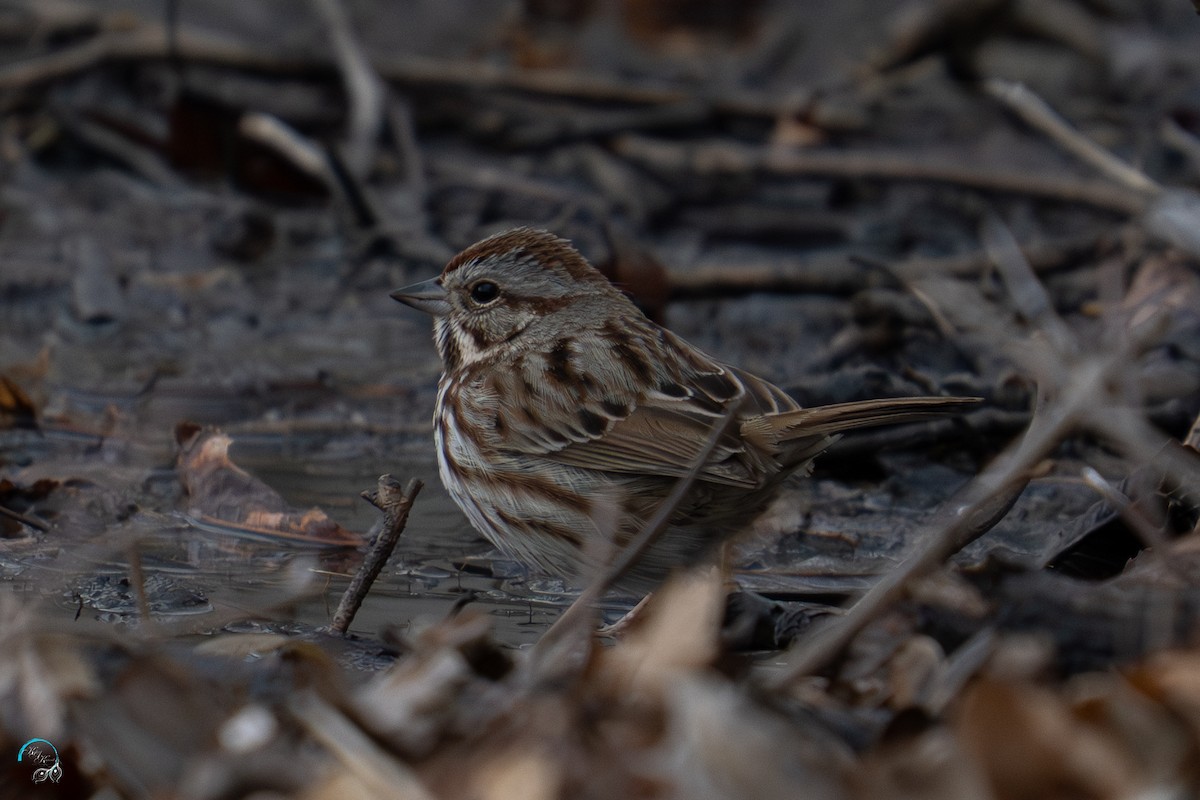 Song Sparrow - ML632404065