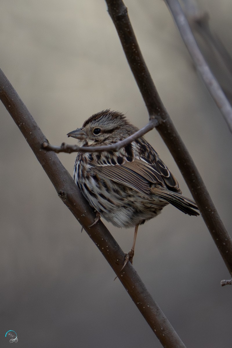 Song Sparrow - ML632404066