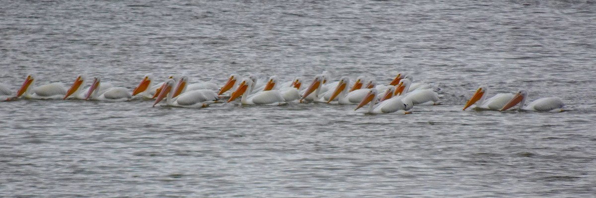 American White Pelican - ML632404128