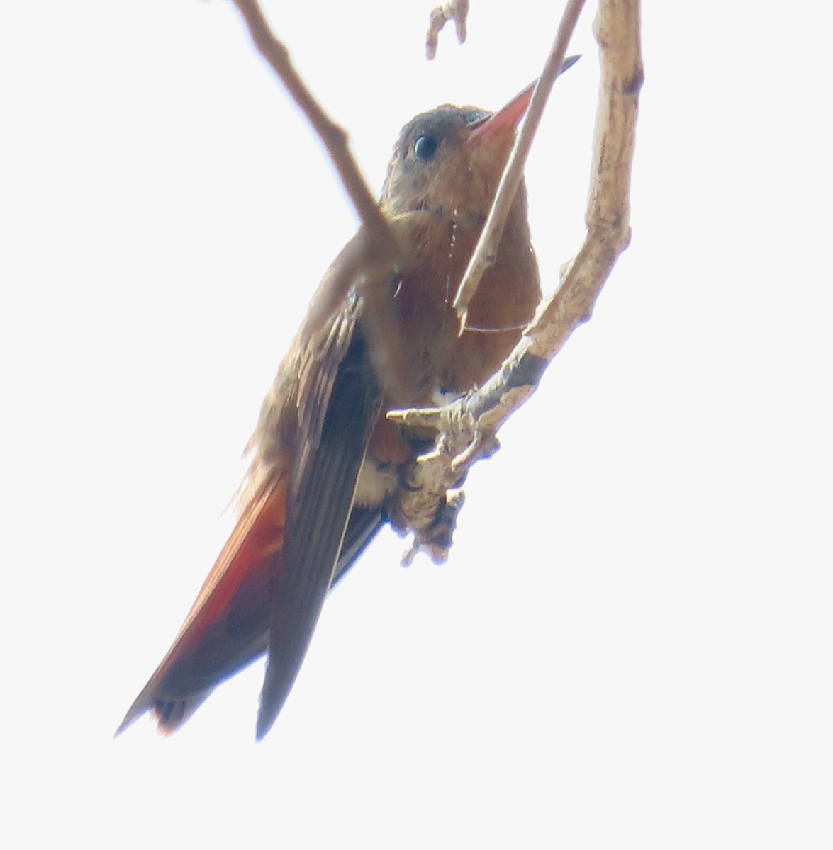 Cinnamon Hummingbird - ML632404300