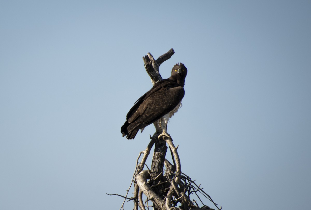 Martial Eagle - ML632404432