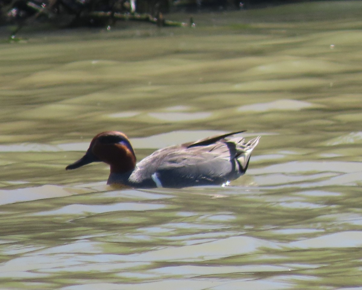 Green-winged Teal - ML632404587