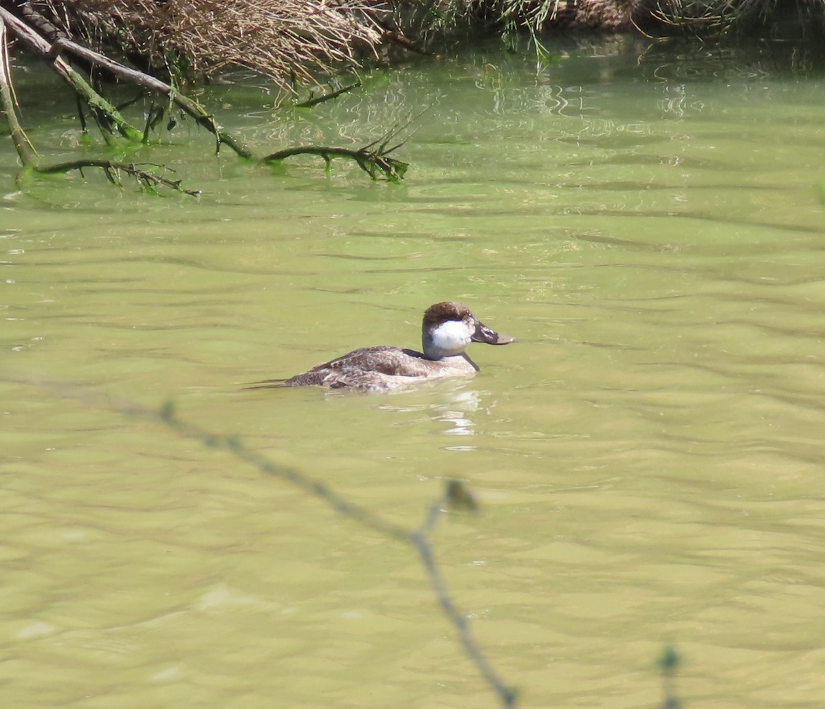 Ruddy Duck - ML632404607
