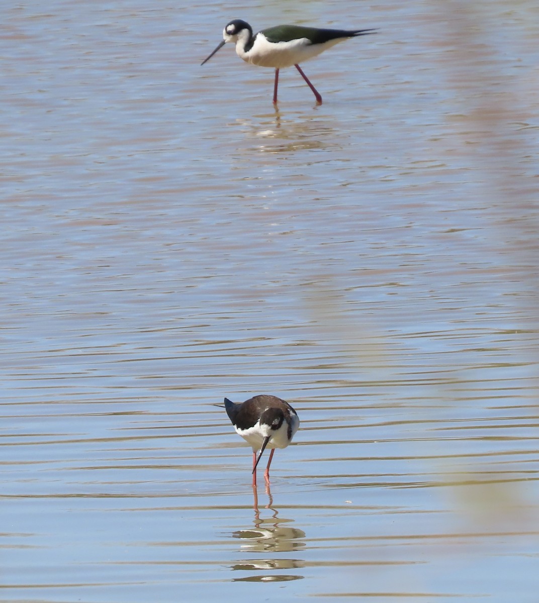 Black-necked Stilt - ML632404626
