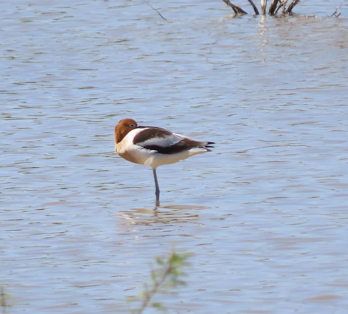 American Avocet - ML632404632
