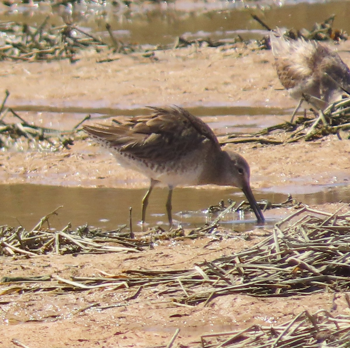 Long-billed Dowitcher - ML632404642
