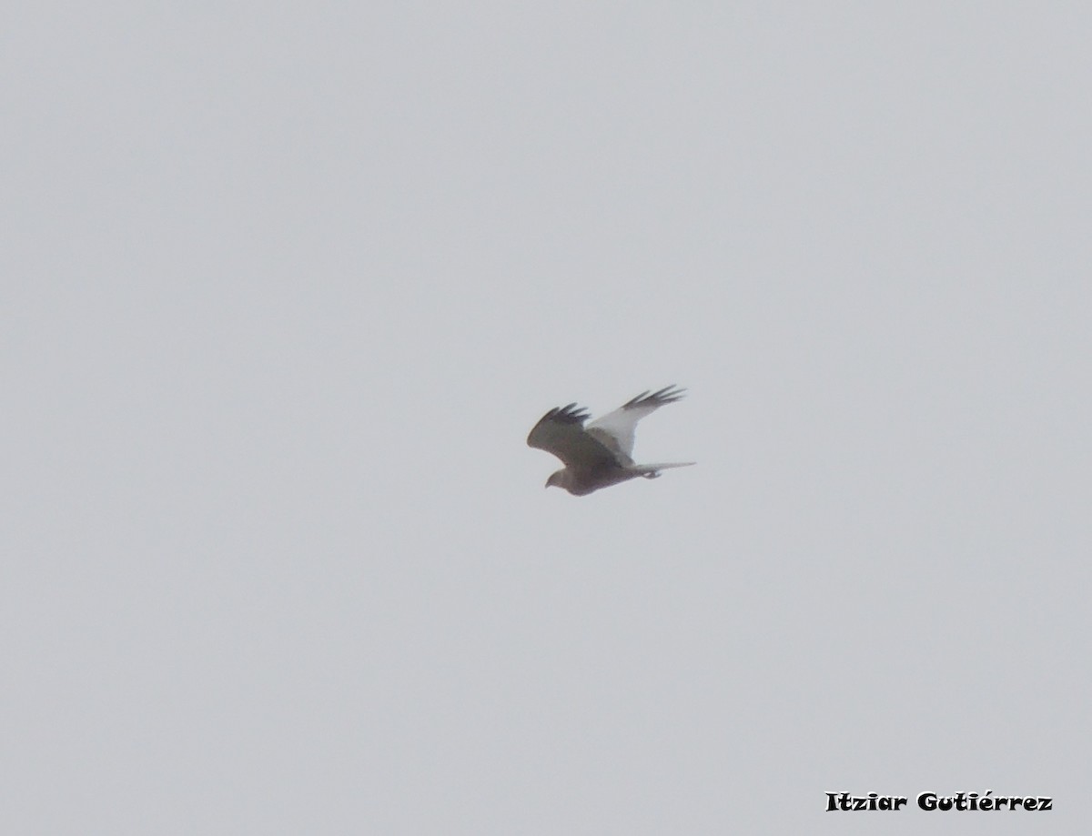 Western Marsh Harrier - ML632404687