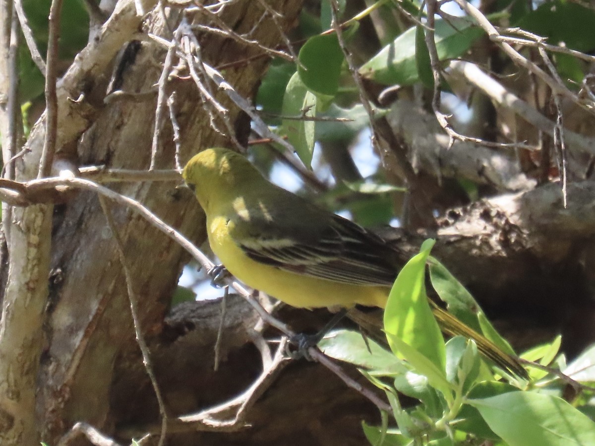 Orchard Oriole - ML632404948