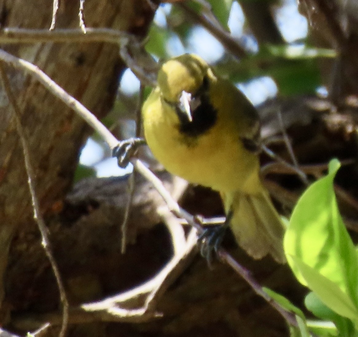Orchard Oriole - ML632404949