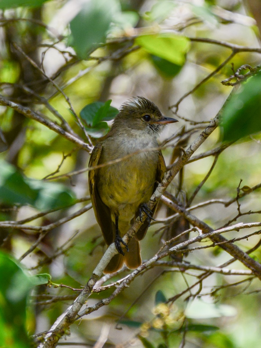 Caribbean Elaenia - ML632404962