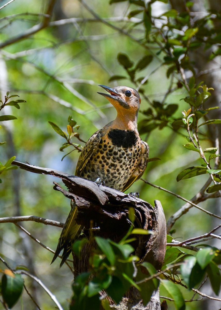 Northern Flicker - ML632404984