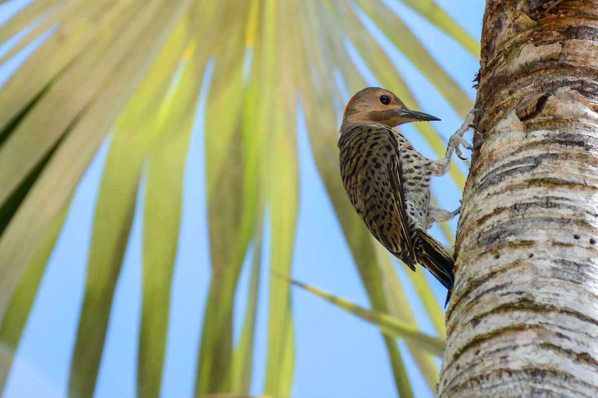 Northern Flicker - ML632404989