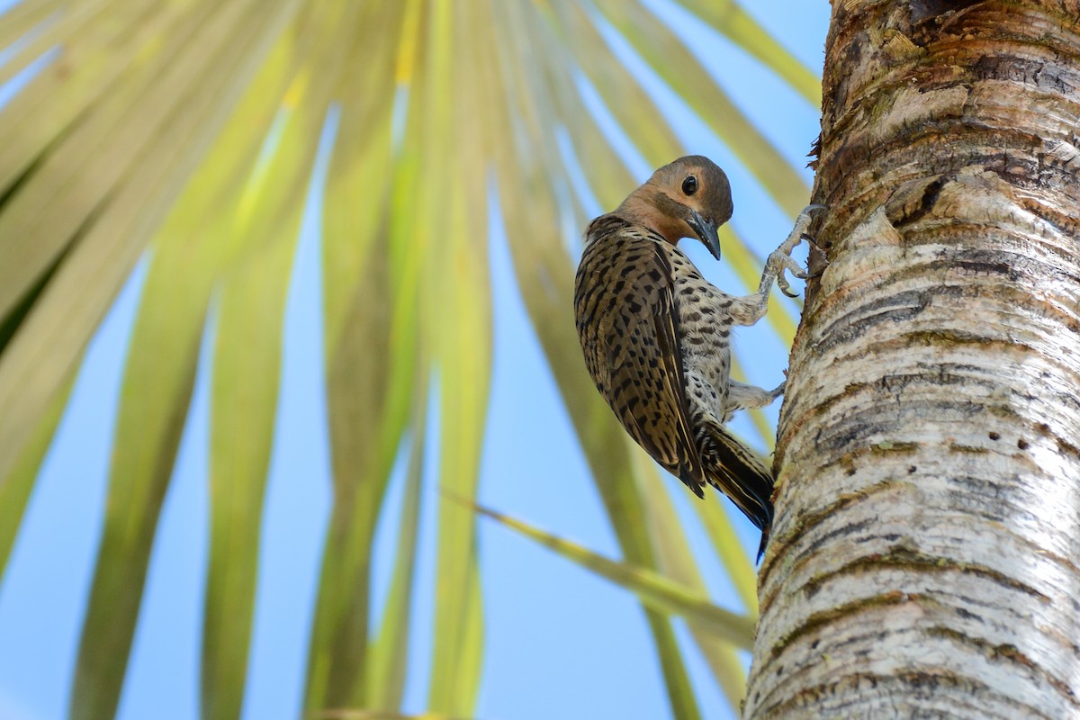 Northern Flicker - ML632404996