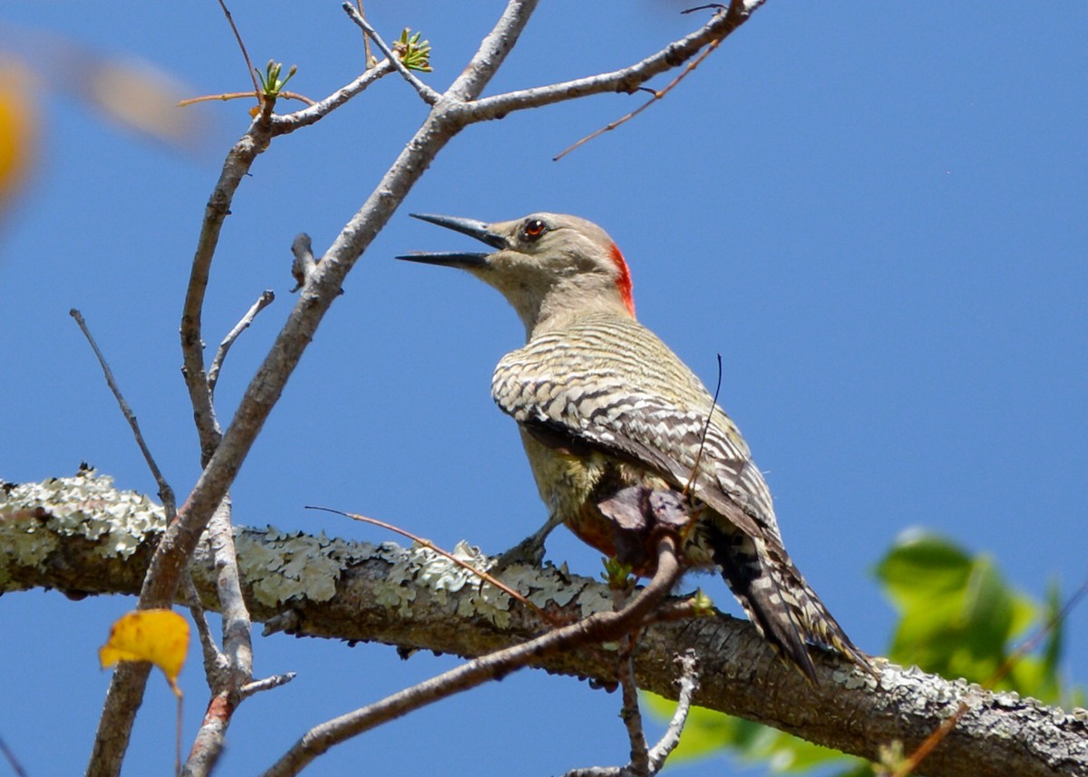 West Indian Woodpecker - ML632405004