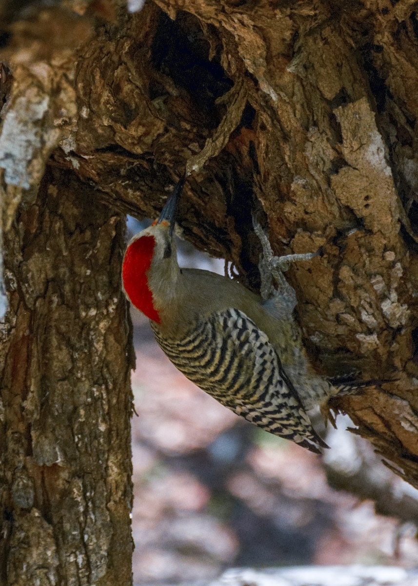 West Indian Woodpecker - ML632405005