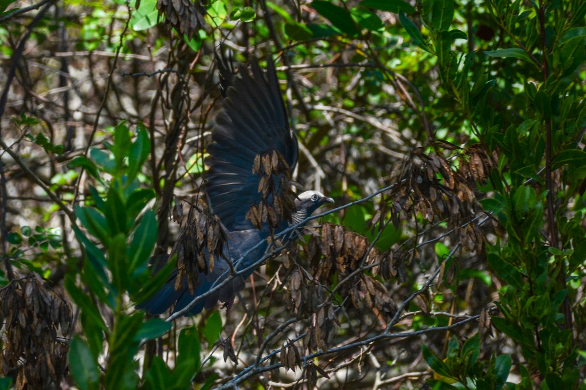 White-crowned Pigeon - ML632405007