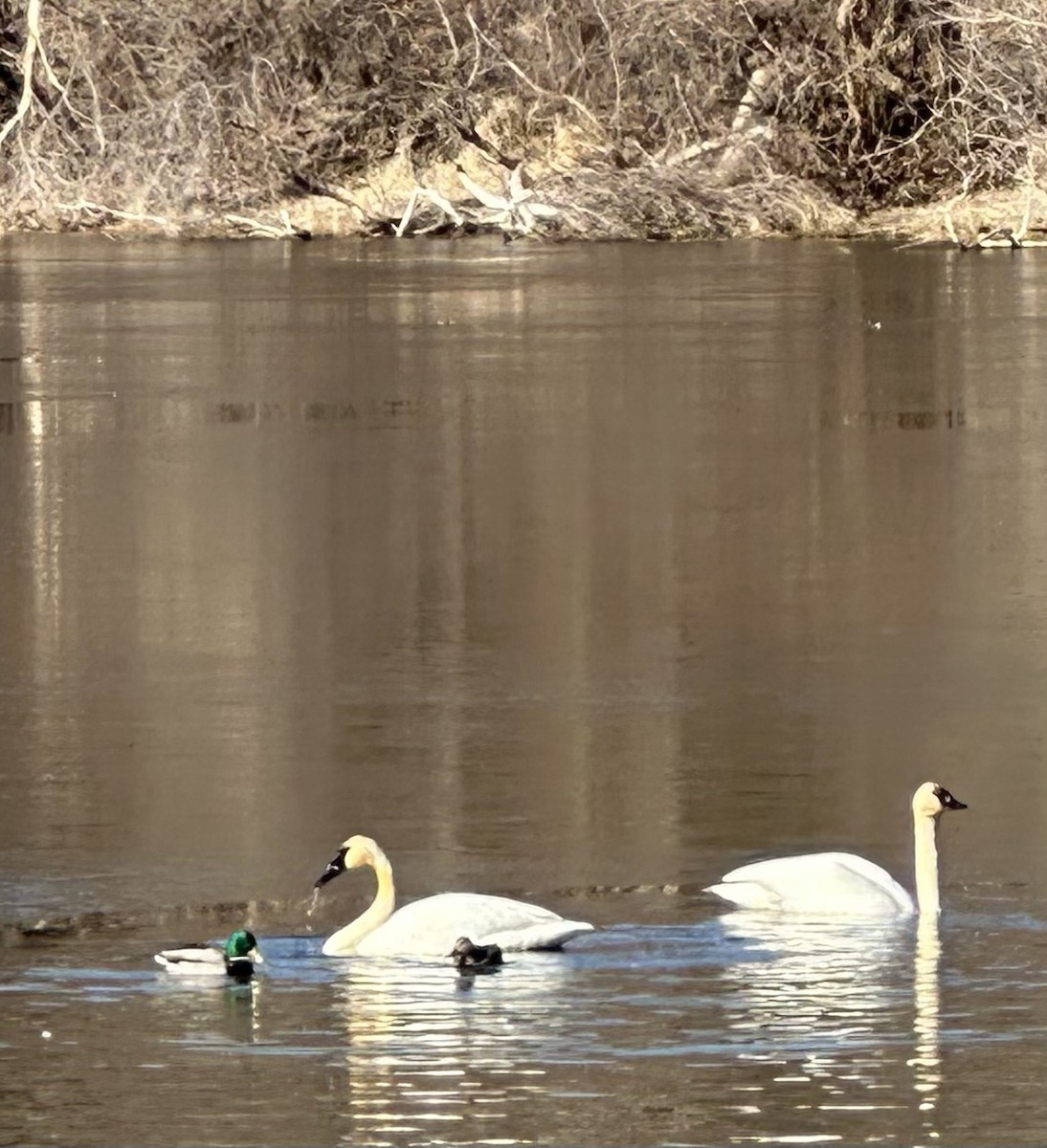 Trumpeter Swan - ML632405214