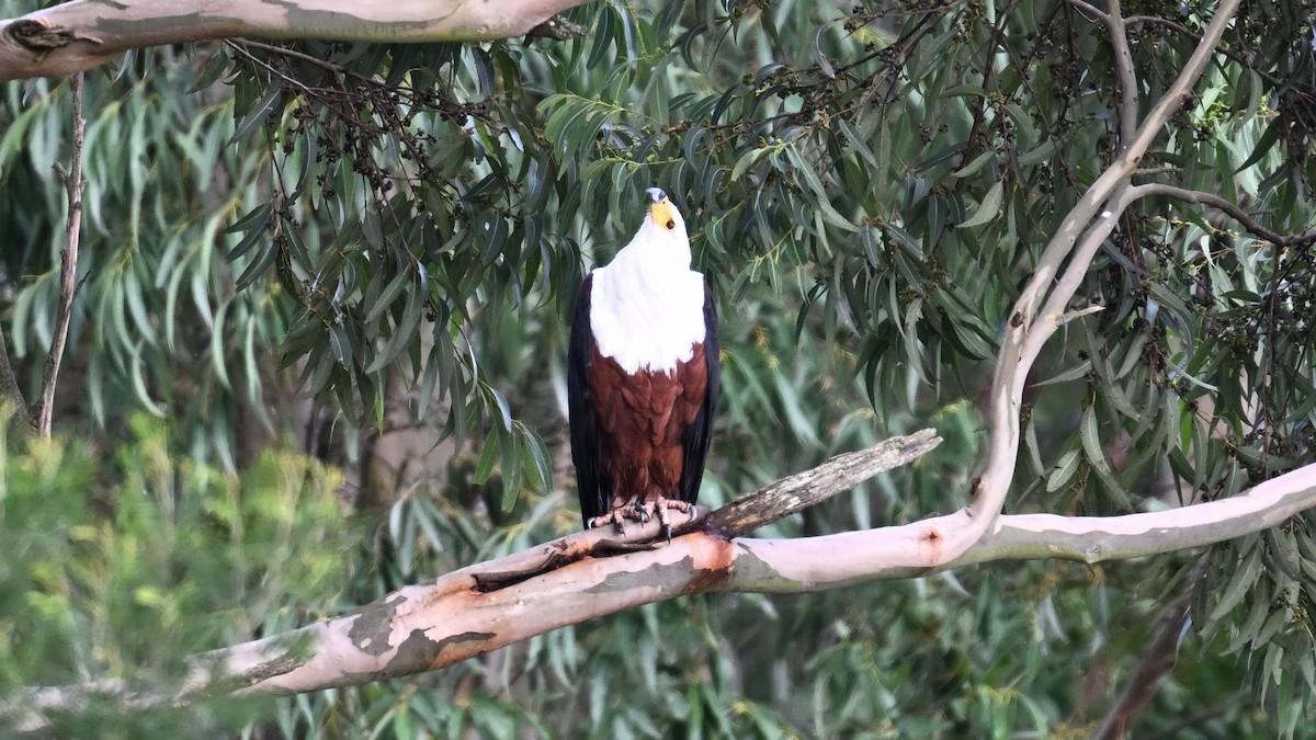 African Fish-Eagle - ML632405412