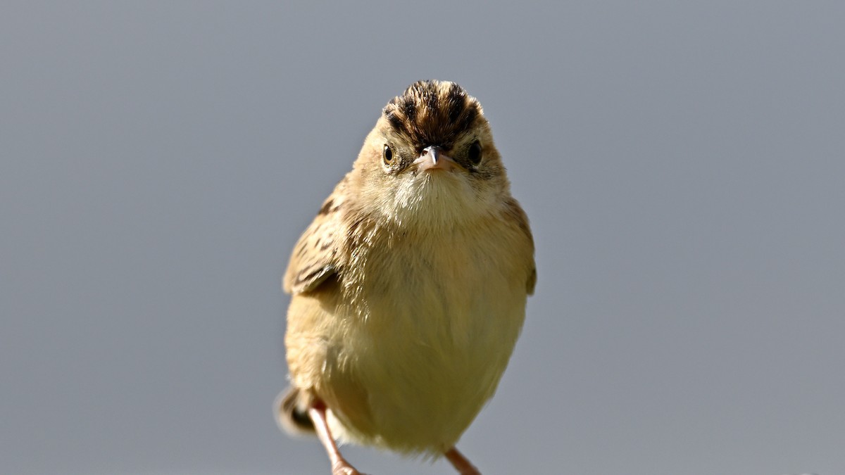 Zitting Cisticola - ML632405422