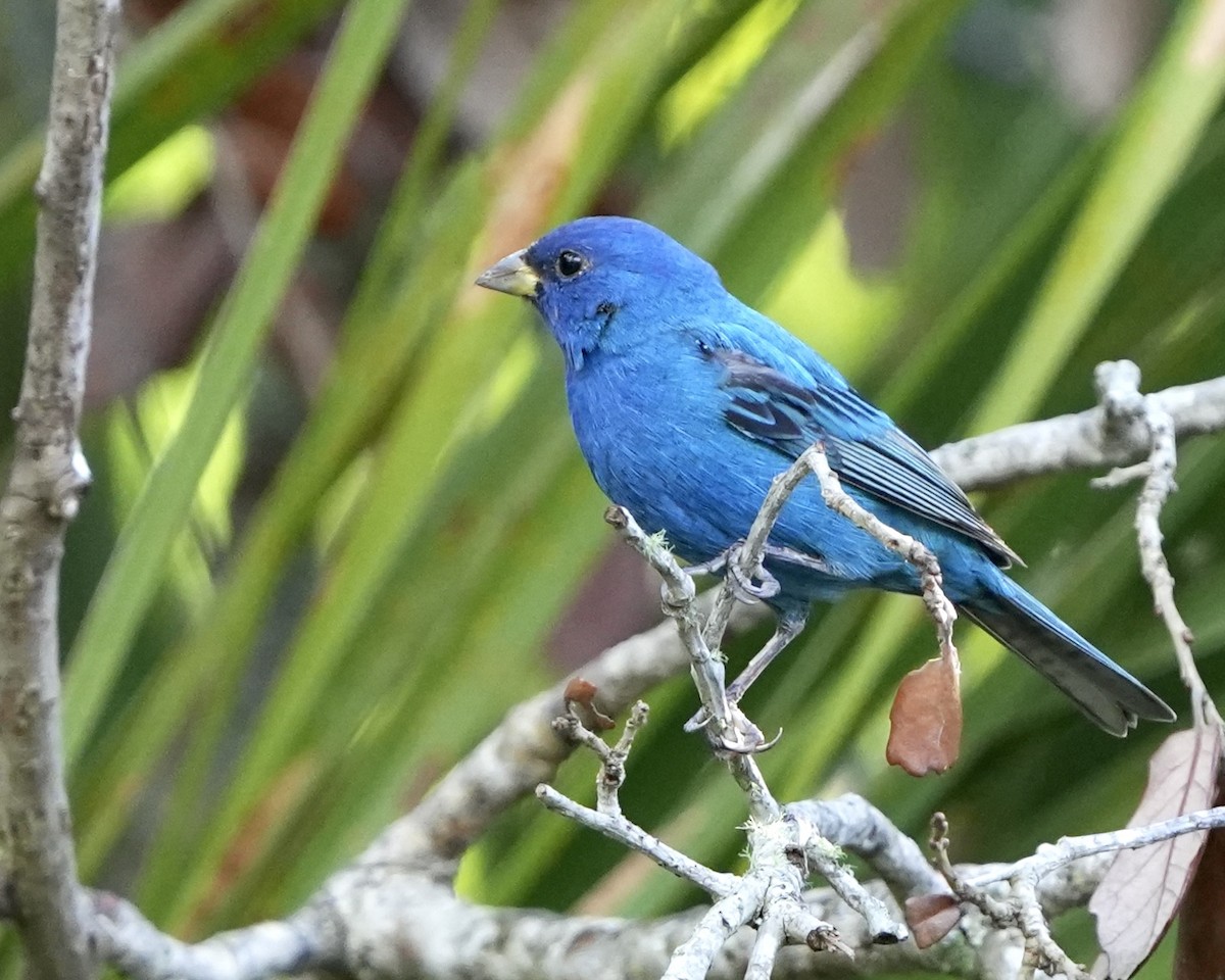 Indigo Bunting - ML632405698
