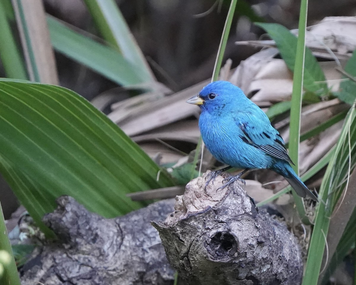 Indigo Bunting - ML632405699