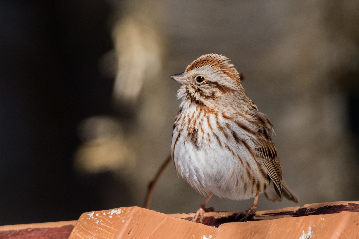 Song Sparrow - ML632405750