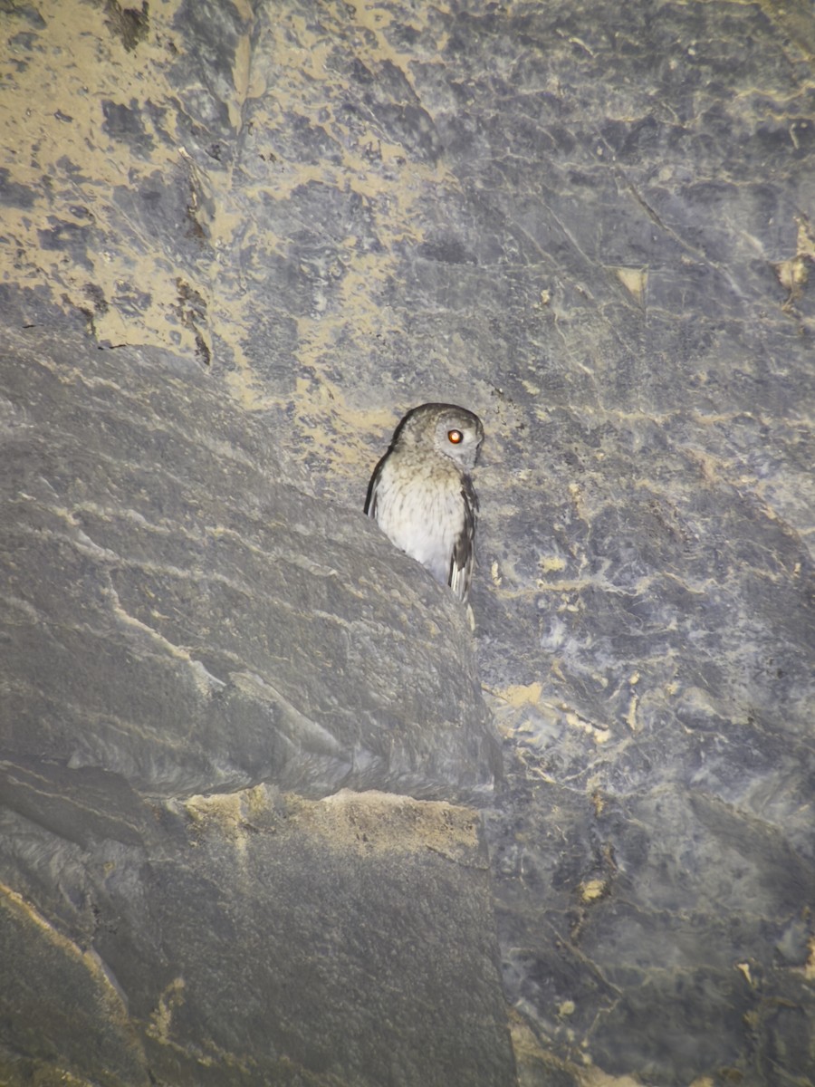 Omani Owl - ML632405871