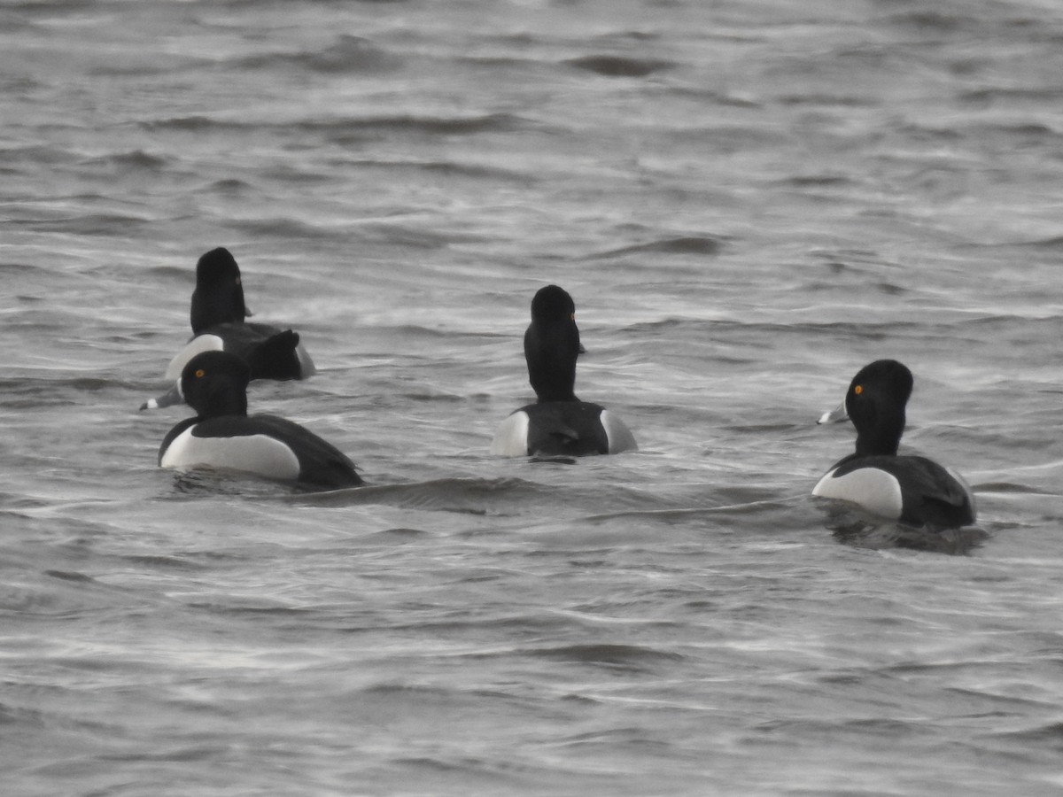 Ring-necked Duck - ML632405948