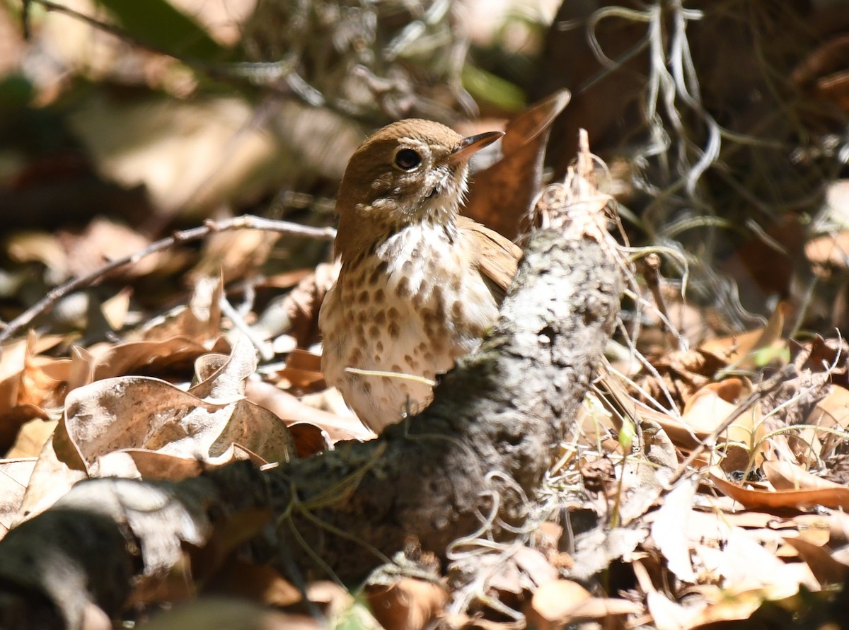 Hermit Thrush - ML632406125