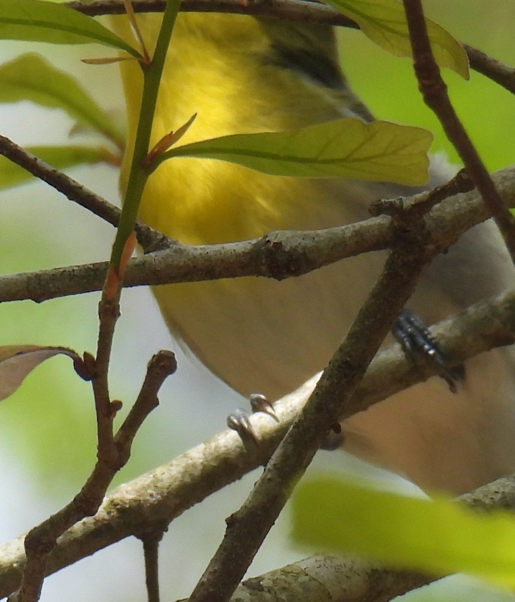 Yellow-throated Vireo - ML632406130