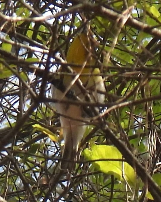 Yellow-throated Vireo - ML632406131