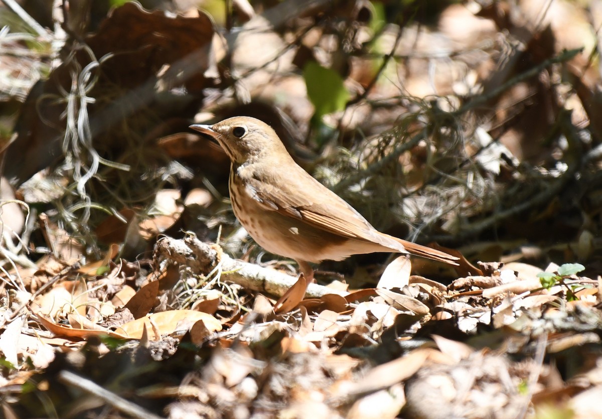 Hermit Thrush - ML632406132